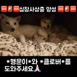 #여미지유기동물쉼터 #행운이와클로버 . 12월말과 1월 초 일주일 간격으로 사람도 없는 차가운 보호소에서 혼자 새끼를 낳은... 