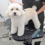 #트리밍매직 #푸들미용 #귀툭튀컷 #푸들가위컷 #테디베어컷 #가위컷 #광교애견미용 #광교애견스파 #오픈형미용실 #오픈애견미용실... 