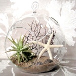 have all these natural plants and shells within our reach in Florida. Im going to make one like this! | 다육 식물, 테라리움, 식물