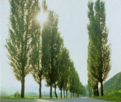 내고향...남한강 상류인 장호원 청미천(원부리)의 미루나무다. 구름 한점없이 무더운날, 어제 10시30분경… | Landscape, Plants, Art pictures