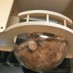 일 매일 심쿵  행복지상주의 플레이캣  우리 고양이가 올라간다면 행복한 상상 그 이상의 즐거움  이사진을 보고 빈 벽을 보면 허전해서 자꾸... 