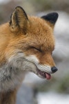 Pin by fox on 여우 | Pet fox, Fox, Fox pictures