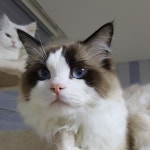 Pin on 렉돌 Rag doll - 폴집사