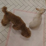 #꿈린놀이방  #       #dogkindergarten #꿈에개린 #꿈린 #강남강아지호텔 #대형견호텔 #강남강아지유치원 #애견호텔 #애견유치원 #강아지호텔...