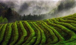 Lush Green - 보성 대한다원의 아침 - 2020 | 자연