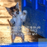 #고양이 #고양이그램 #고양이스타그램 #명언 #인생명언 #명언스타그램 #cat #속담 #catsofinstagram #오늘의명언 in 2020 | Cat... 