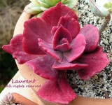 Succulent plant에 있는 Daniel님의 핀 | 다육 식물, 식물, 꽃