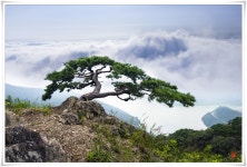 베스트갤러리 - 명품송 | 자연 사진, 풍경 그림, 숲 그림