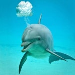 Incredible photos of Dolphins | 동물 농장, 돌고래, 동물