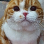 겁쟁이 #순둥이 #달보드레캐터리 #고양이 #캣쇼 #스코티쉬폴드 #도라에몽고양이 #냥이 #반려묘그램 #캣스타그램 #cat #catstagram... 