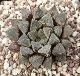 Pin by 임춘근 springroot55 on 식물 Plants 화초 | Unusual plants, Succulents, Plants