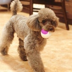 04.장난감/훈련용품 Pet toy / Pet Training에 있는 핀