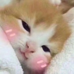 Email: hezhianzhianhe@gmail.com Tel & WhatsApp: +86 166 0374 0829 #petsportr… | 귀여운 아기 동물, 귀여운 아기 고양이... 
