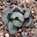 (할인)부조옥선(중묘) 102-44(Haworthia truncata) - 하월시아(Haworthia) - 2023 | 식물
