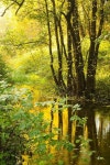 Autumn in Losiny Ostrov National park, Russia | 풍경 그림, 자연 사진, 조경 그림