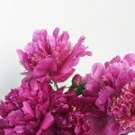 좋아요 27개, 댓글 5개 - Instagram의 플레르인(@fleurin_)님: Love peony