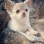 ❤️ La magnifique Nerri (fille de Sofia et Sammy) avec ses beaux yeux clairs ❤️ www.machupitouchihuahua.com | 개