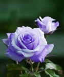 Pin by Trung Nghia Quan on Purple Rose . | Beautiful roses, Purple roses, Rose