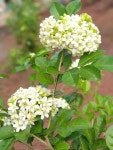*Orange Jasmine(ယုဇနပန္းေလးမ်ား)에... 핀 *Orange Jasmine(ယုဇနပန္​း... 