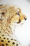 Cheetah by bevamme on deviantART(이미지 포함)