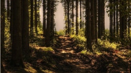 Pixabay의 무료 이미지 - 나무, 숲, 포리스트 경로, 햇빛, 침 엽 수, 나무 줄기 in 2020 | Forest bathing, Landscape, Urban landscape