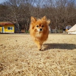 드디어 움직이기 시작한 새벽이... For see more of fitness life images visit us on our website ! in 2020 | Doggy, Pets, Animals