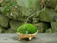 자운영에 있는 정정자님의 핀 | 정원