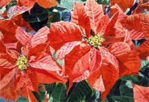 Poinsettia Magic ~ an original watercolor painting by David Lloyd Glover | 수채화