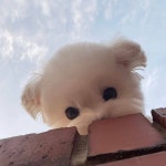 오늘의 강아지는 누구개?🐶 매일 귀여운 강아지 보러오세요😁 @cute._.dailydog 팔로우 감사합니다♥ . . . Credit : @ddalgi_o . . . #숨... 