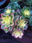 Aeonium kiwi | 다육 식물, 꽃 사진, 꽃