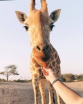 #Pet #Love #Animais | 동물