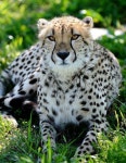 Cheetah | 동물, 치타