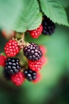 #SeasonsFinestBlackberries | 식물, 베리, 과일