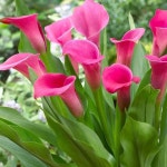 Flowers에 있는 Chintia Maharani님의 핀 | 칼라 릴리, 꽃장식, 관상용 식물