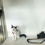 계속된 촬영에도 미소를 잃지않는 프로캣 #cat  계속된 촬영에도 미소를 잃지않는 프로캣 #cat | Cats, Animals