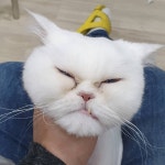 보호자와함께 하는 군산고양이무마취미용 개냥이고양이미용실입니다 덧니가 매력적인 금이 입니다 하기싫다고 성질내지만 미용끝난후... 
