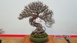 2019년 9회 한밭분재전시회(The 9th Hanbat Bonsai Exhibition 2019) _ #2 - YouTube (With images) | Home decor, Home decor decals... 