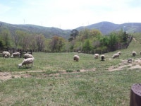 삼양목장 with최고♥(이미지 포함)