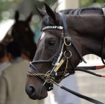Royal Delta | 말