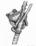 Barking Tree Frog from Guangzhou China Drawing | 스케치