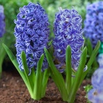Hyacinth Blue Jacket | 꽃, 선인장, 벚꽃