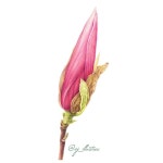 botanicalpainting #floralpainting #watercolourpencils #fabercastell #보타니컬아트 #보태니컬아트 | 식물 세밀화, 그린 꽃