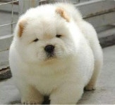 Who am l. . | 애완동물 제품, 귀여운 개, 아기 강아지