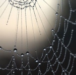Spider web with dew drops | 배경