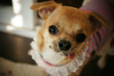 내사랑 보리~♥ dog dress | 강아지 옷, 내 사랑