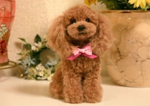 ちびふわわーるど ～羊毛フェルトで創るペットたち～ | トイ・プードル、Ｋａｔｅちゃんジュニアのお披露目です | 푸들