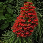 Flowers에 있는 Amazing World님의 핀 | 특이한 꽃, 희귀한 꽃