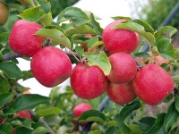 Apples on branch | 과일 나무, 사과 나무, 식물 그림