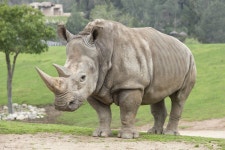 http://blogs.sandiegozoo.org/wp-content/uploads/2015/05/T10_0175_001.jpg | 코뿔소, 동물 