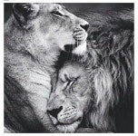 Love is strong | 큰 고양이, 아름다운 고양이, 애견